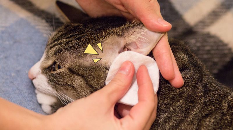 Cara Membersihkan Telinga Kucing di Rumah yang Benar - ilalang ilalang